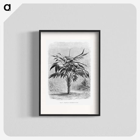 1-84_Les-Palmiers-Histoire-Iconographique_blk