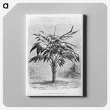 1-84_Les-Palmiers-Histoire-Iconographique_canvas