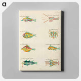 アートパネル-Moluccan Marine Life
 - ルイ ルナール Canvas.