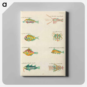 アートパネル-Moluccan Marine Life
 - ルイ ルナール Canvas.