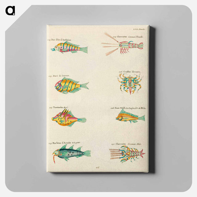 アートパネル-Moluccan Marine Life
 - ルイ ルナール Canvas.