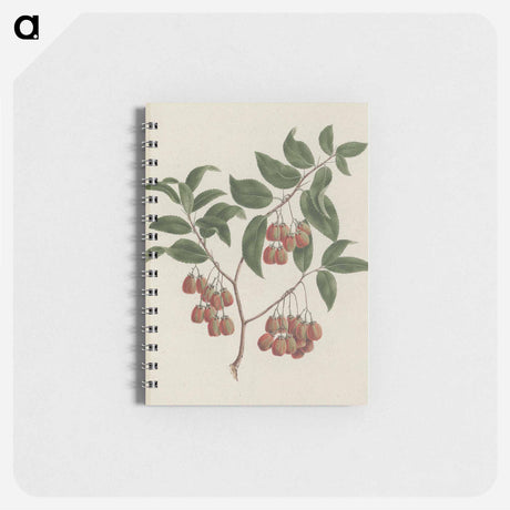 アートメモ帳-Maytenus arguta
 - ルイージ バルガーニ Memo.