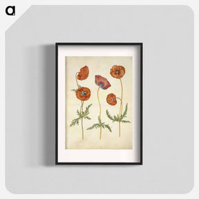 アートポスター-Papaver rhoeas
 - マリア ジビーラ メーリアン Poster.