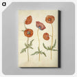 1-84_Maria-Sibylla-Merian_canvas