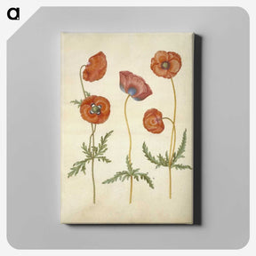 1-84_Maria-Sibylla-Merian_canvas