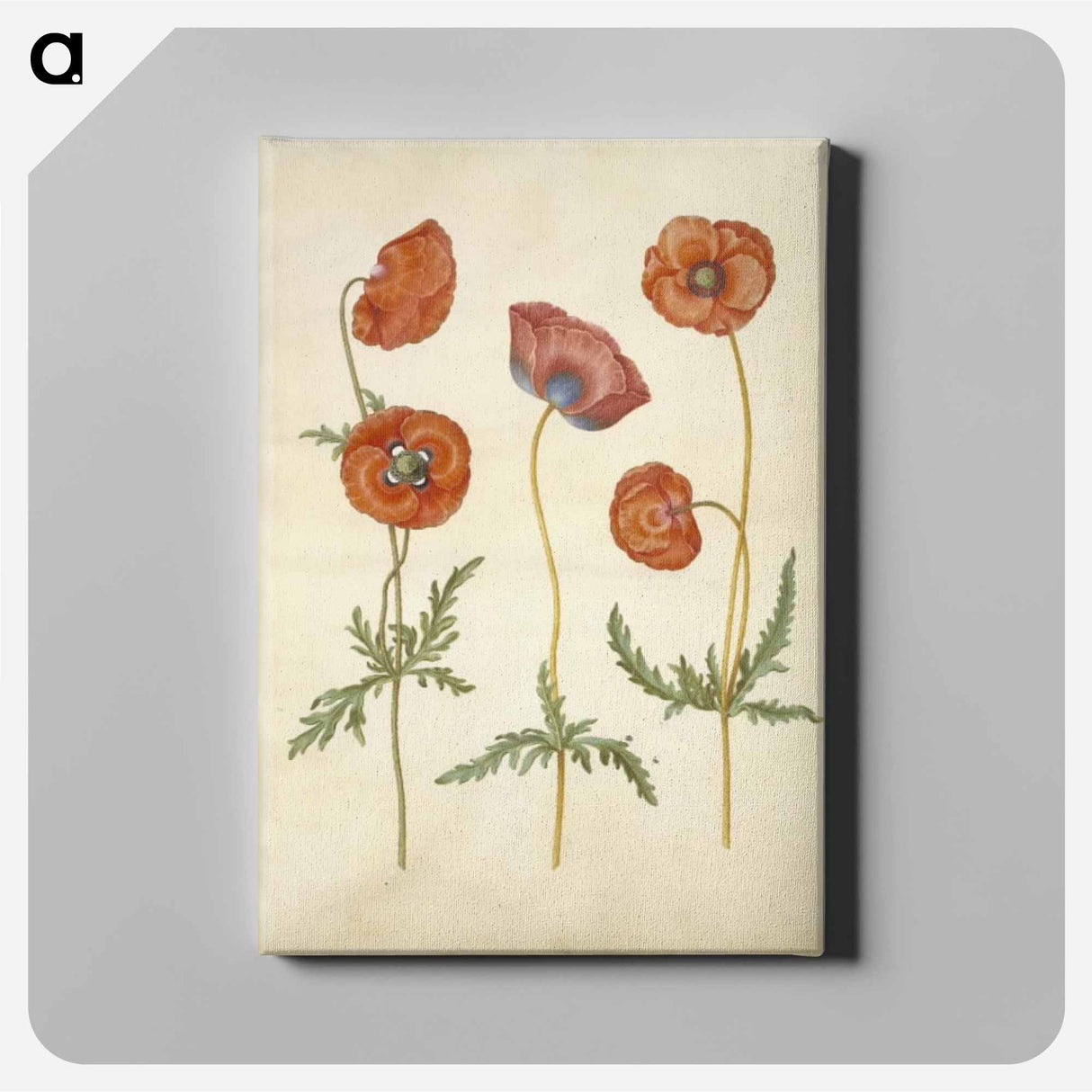 アートパネル-Papaver rhoeas
 - マリア ジビーラ メーリアン Canvas.