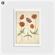 アートポストカード-Papaver rhoeas
 - マリア ジビーラ メーリアン Postcard.