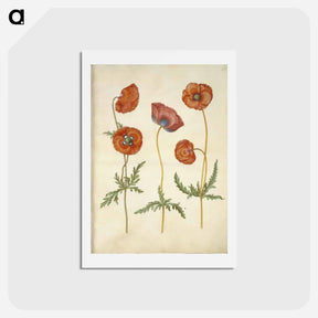 アートポストカード-Papaver rhoeas
 - マリア ジビーラ メーリアン Postcard.