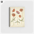 1-84_Maria-Sibylla-Merian_memo