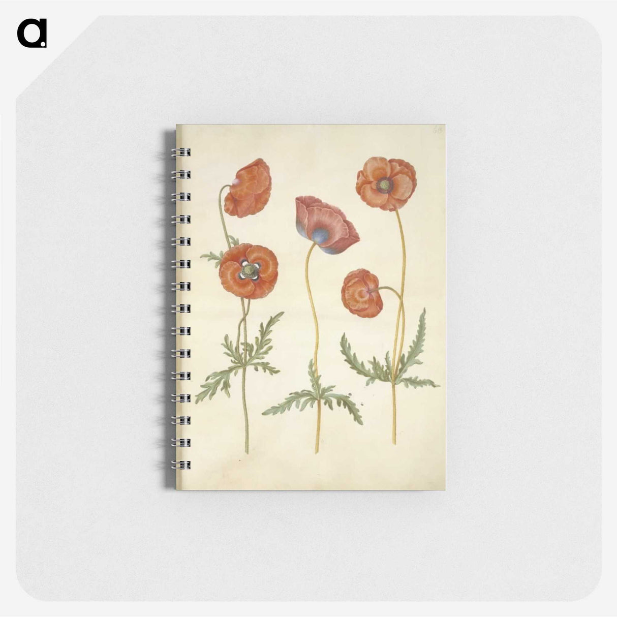 1-84_Maria-Sibylla-Merian_memo