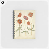 1-84_Maria-Sibylla-Merian_memo