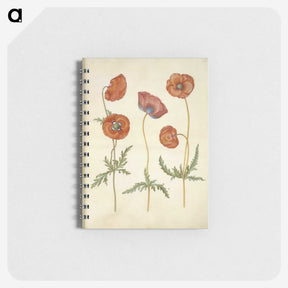 1-84_Maria-Sibylla-Merian_memo