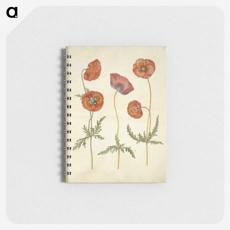 1-84_Maria-Sibylla-Merian_memo