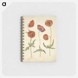 アートメモ帳-Papaver rhoeas
 - マリア ジビーラ メーリアン Memo.
