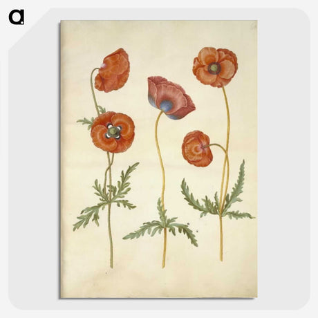 1-84_Maria-Sibylla-Merian_picture-crop