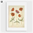 1-84_Maria-Sibylla-Merian_picture