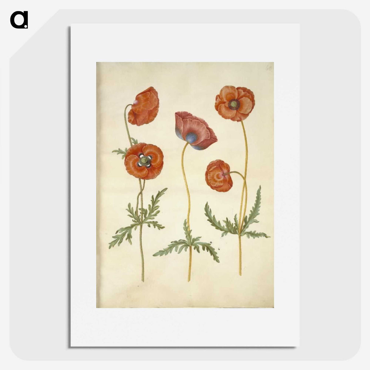 1-84_Maria-Sibylla-Merian_picture