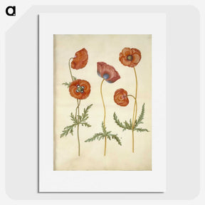 1-84_Maria-Sibylla-Merian_picture