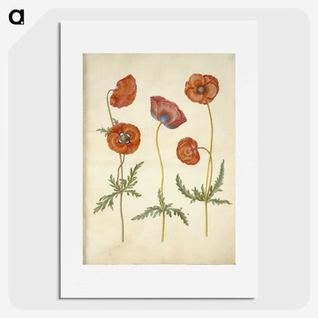 1-84_Maria-Sibylla-Merian_picture