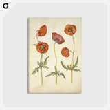 アートポストカード-Papaver rhoeas
 - マリア ジビーラ メーリアン Postcard.