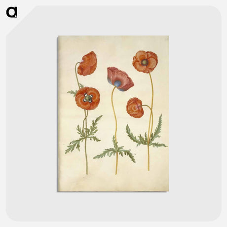 アートポストカード-Papaver rhoeas
 - マリア ジビーラ メーリアン Postcard.