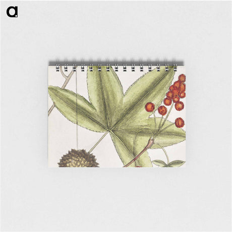 アートメモ帳-The Natural History of Carolina
 - マーク ケイツビー Memo.