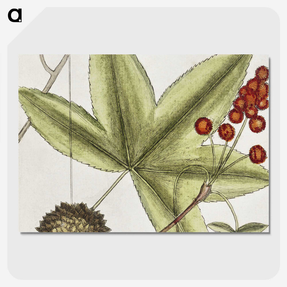1-84_Mark-Catesby_picture-crop