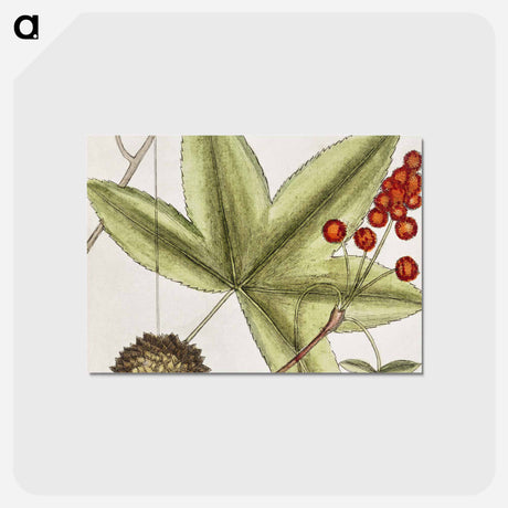 アートポストカード-The Natural History of Carolina
 - マーク ケイツビー Postcard.