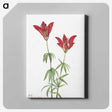 1-84_Mary-Vaux-Walcott_canvas