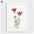 1-84_Mary-Vaux-Walcott_picture