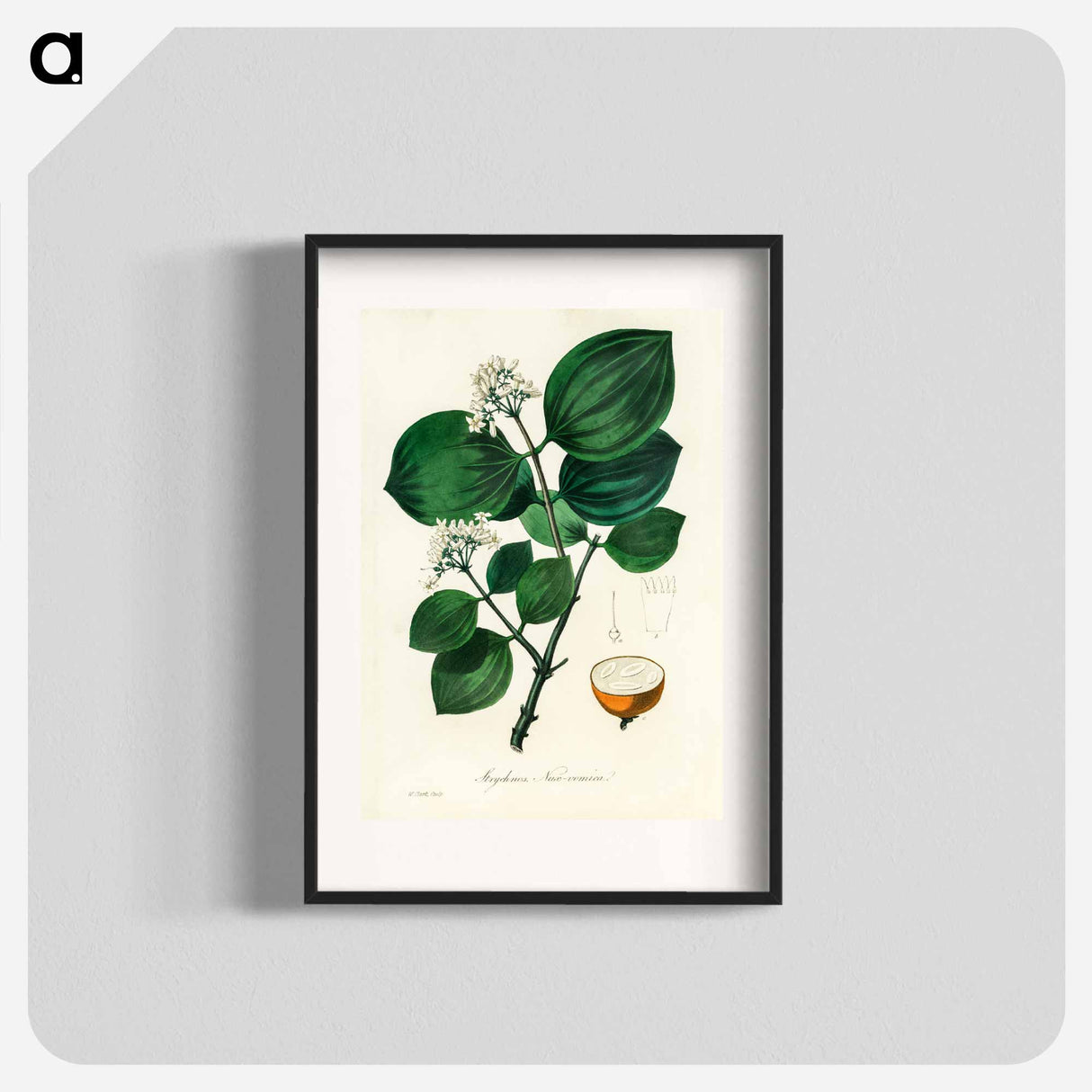 アートポスター-Strychnos nux-vomica Illustration
 - 薬用植物学 Poster.