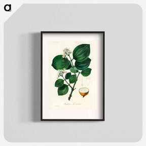アートポスター-Strychnos nux-vomica Illustration
 - 薬用植物学 Poster.
