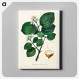 アートパネル-Strychnos nux-vomica Illustration
 - 薬用植物学 Canvas.