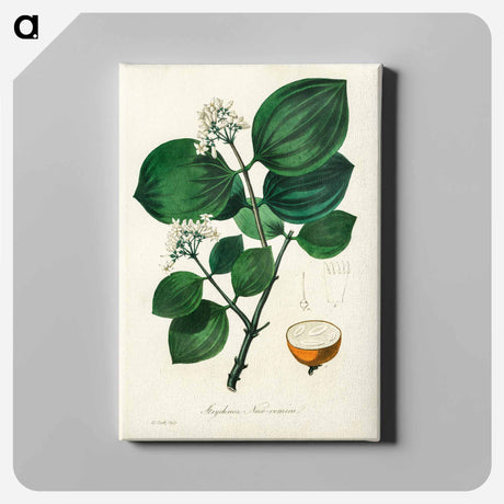 アートパネル-Strychnos nux-vomica Illustration
 - 薬用植物学 Canvas.