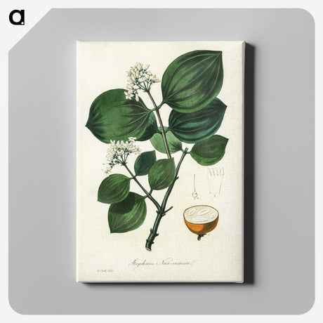 1-84_Medical-Botany_canvas