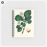 アートメモ帳-Strychnos nux-vomica Illustration
 - 薬用植物学 Memo.