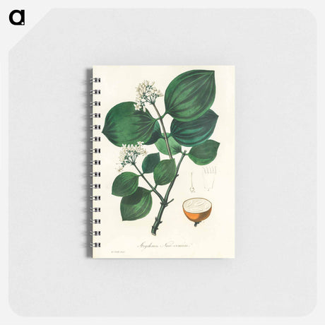 アートメモ帳-Strychnos nux-vomica Illustration
 - 薬用植物学 Memo.