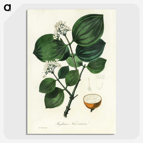 1-84_Medical-Botany_picture-crop