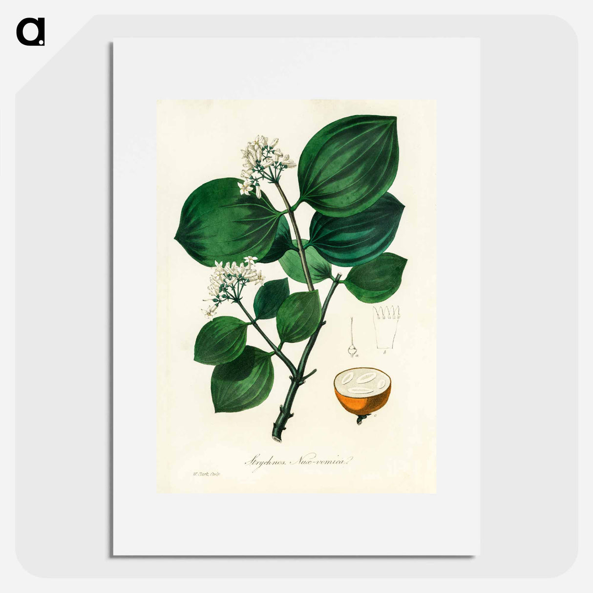 アートポスター-Strychnos nux-vomica Illustration
 - 薬用植物学 Poster.