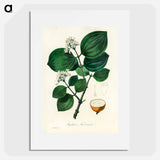 アートポスター-Strychnos nux-vomica Illustration
 - 薬用植物学 Poster.