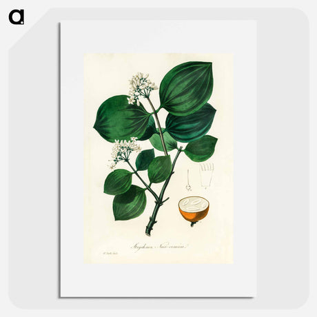 アートポスター-Strychnos nux-vomica Illustration
 - 薬用植物学 Poster.