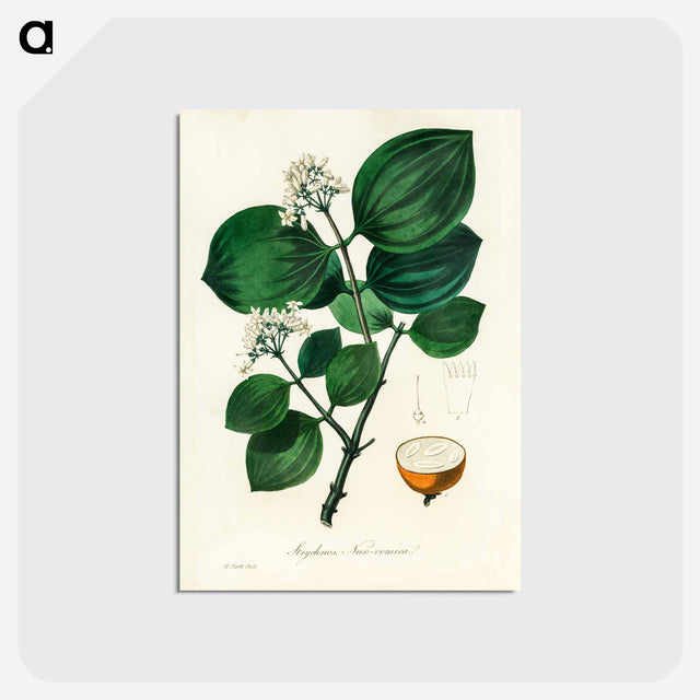 アートポストカード-Strychnos nux-vomica Illustration
 - 薬用植物学 Postcard.