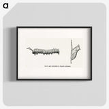 1-84_Moths-and-Butterflies-of-the-United-States_blk