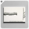 1-84_Moths-and-Butterflies-of-the-United-States_canvas