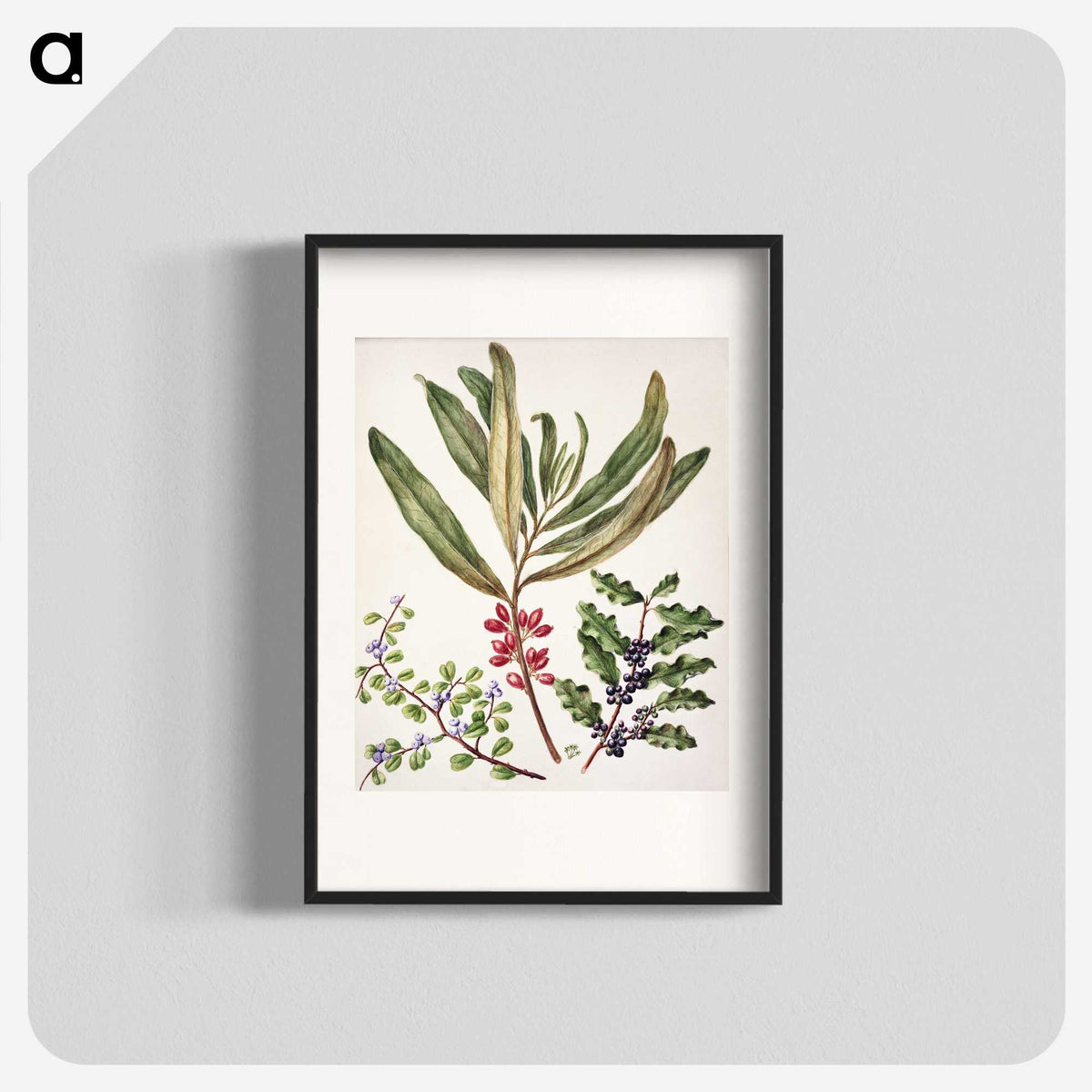 1-84_Native-Flowering-Plants-of-New-Zealand_blk