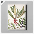 1-84_Native-Flowering-Plants-of-New-Zealand_canvas