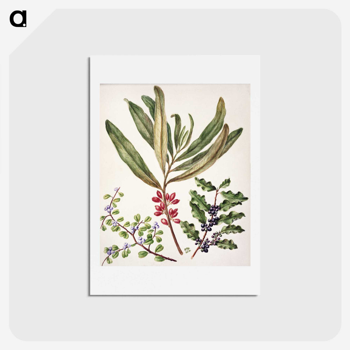 1-84_Native-Flowering-Plants-of-New-Zealand_hagaki