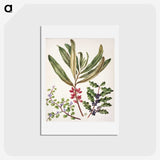 1-84_Native-Flowering-Plants-of-New-Zealand_hagaki