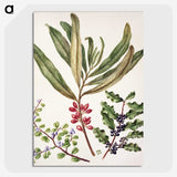 1-84_Native-Flowering-Plants-of-New-Zealand_picture-crop