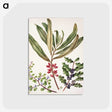 1-84_Native-Flowering-Plants-of-New-Zealand_postcard